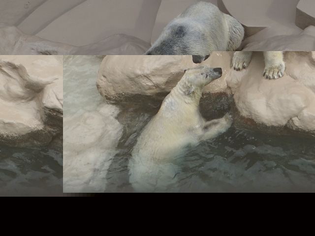 シロクマ27日本平動物園ロッシー2014｜ホッキョクグマと三角コーン