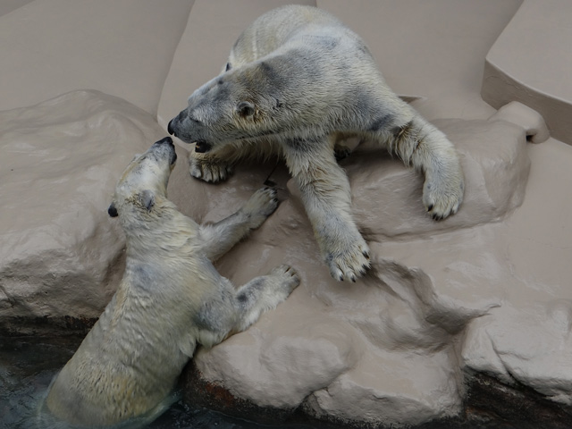 シロクマ28日本平動物園ロッシー2014｜ホッキョクグマと三角コーン