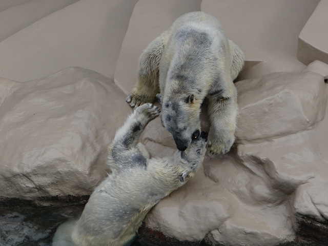 シロクマ29日本平動物園ロッシー2014｜ホッキョクグマと三角コーン