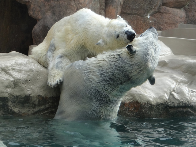 シロクマ3日本平動物園ロッシー2014｜ホッキョクグマと三角コーン