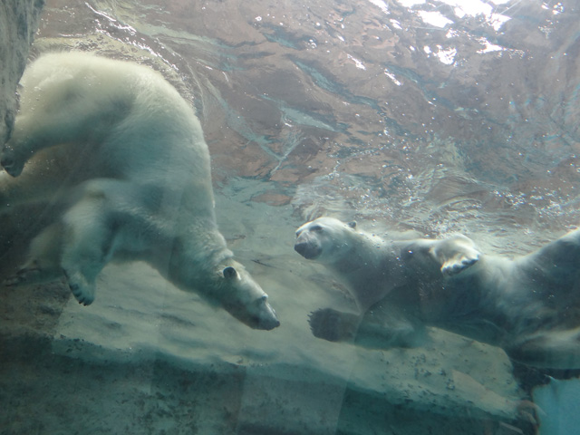 シロクマ30日本平動物園ロッシー2014｜ホッキョクグマと三角コーン
