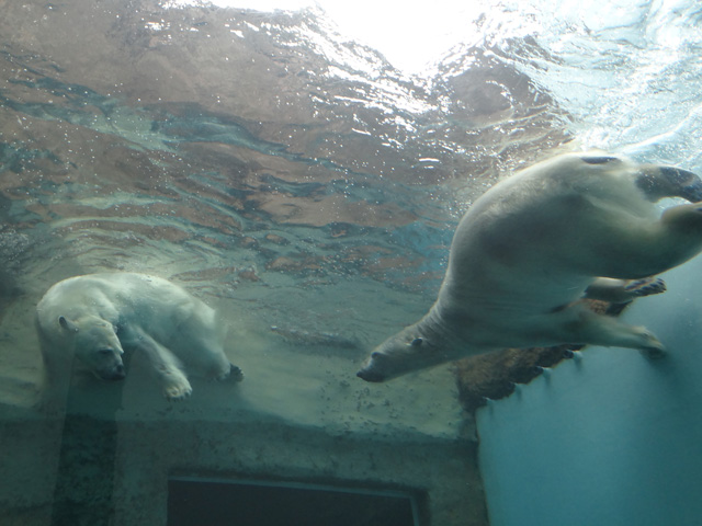 シロクマ31日本平動物園ロッシー2014｜ホッキョクグマと三角コーン