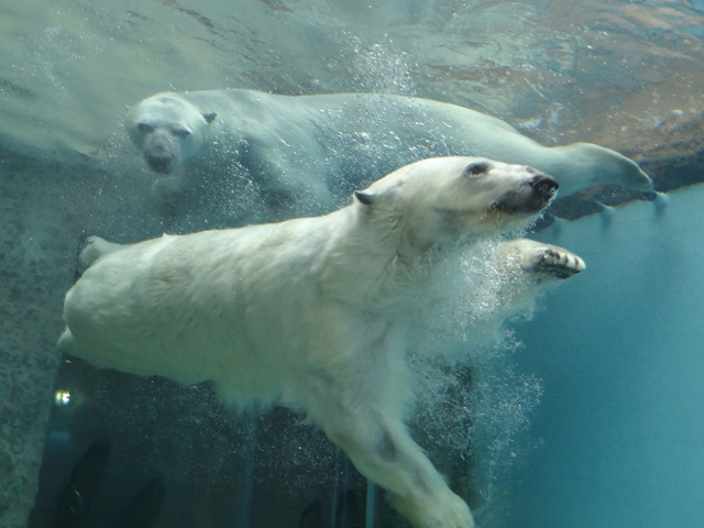 シロクマ32日本平動物園ロッシー2014｜ホッキョクグマと三角コーン