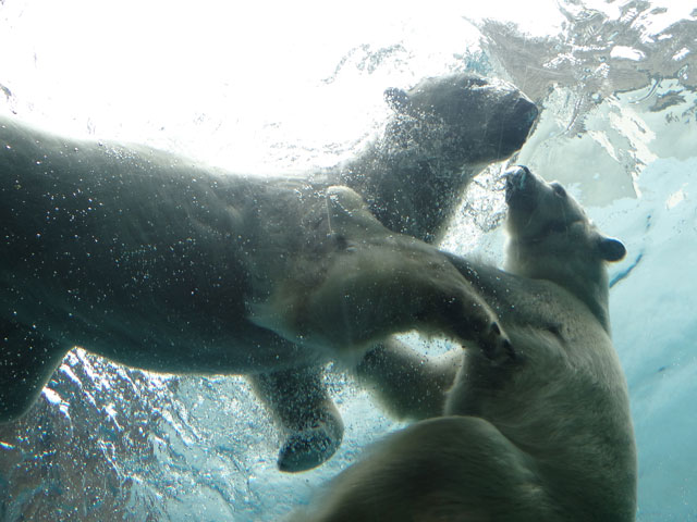 シロクマ33日本平動物園ロッシー2014｜ホッキョクグマと三角コーン