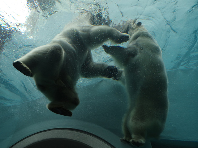 シロクマ34日本平動物園ロッシー2014｜ホッキョクグマと三角コーン