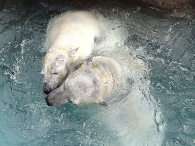 シロクマ35日本平動物園ロッシー2014｜ホッキョクグマと三角コーン
