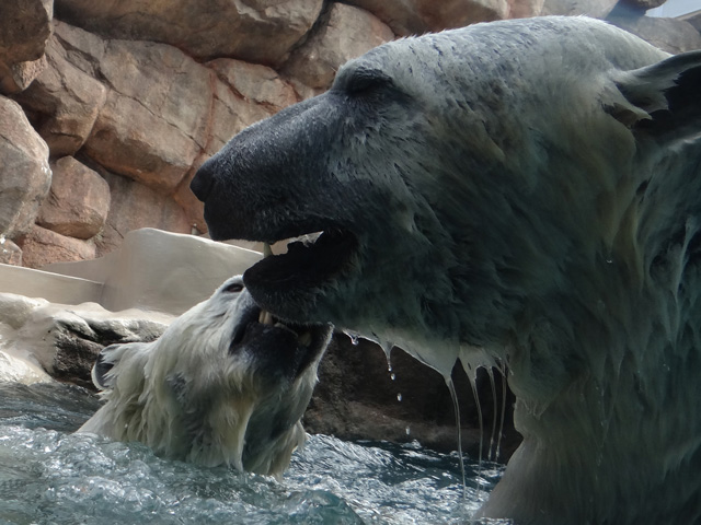 シロクマ36日本平動物園ロッシー2014｜ホッキョクグマと三角コーン