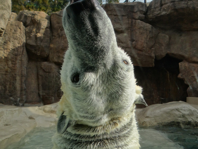 シロクマ37日本平動物園ロッシー2014｜ホッキョクグマと三角コーン