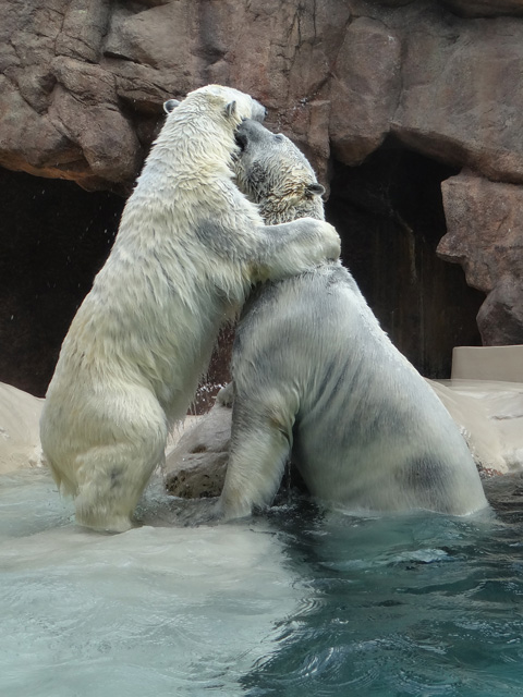 シロクマ4日本平動物園ロッシー2014｜ホッキョクグマと三角コーン