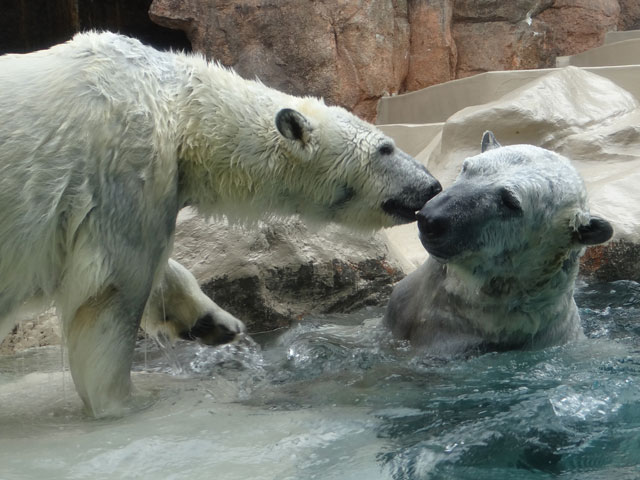 シロクマ5日本平動物園ロッシー2014｜ホッキョクグマと三角コーン