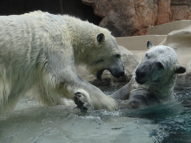 シロクマ6日本平動物園ロッシー2014｜ホッキョクグマと三角コーン