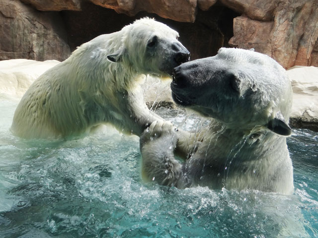 シロクマ7日本平動物園ロッシー2014｜ホッキョクグマと三角コーン