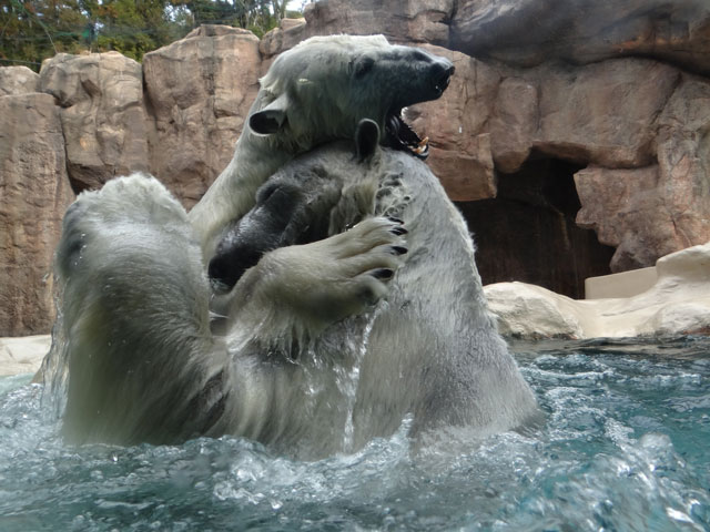 シロクマ8日本平動物園ロッシー2014｜ホッキョクグマと三角コーン