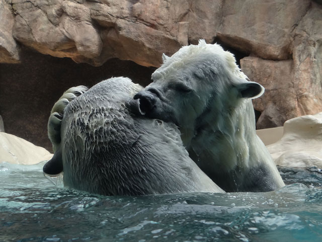 シロクマ9日本平動物園ロッシー2014｜ホッキョクグマと三角コーン