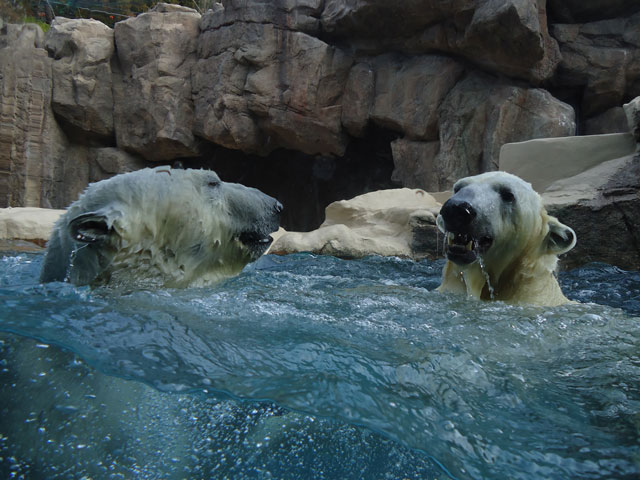 シロクマ23日本平動物園ロッシー&バニラ2012｜ホッキョクグマと三角コーン