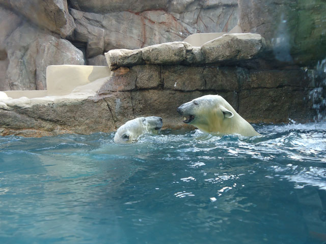 シロクマ24日本平動物園ロッシー&バニラ2012｜ホッキョクグマと三角コーン
