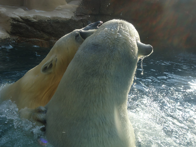シロクマ25日本平動物園ロッシー&バニラ2012｜ホッキョクグマと三角コーン