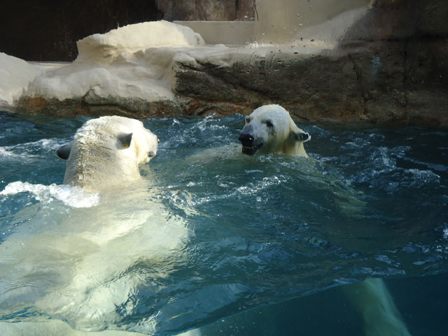 シロクマ26日本平動物園ロッシー&バニラ2012｜ホッキョクグマと三角コーン