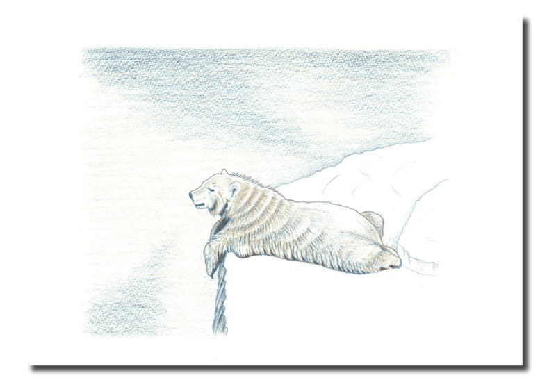 シロクマイラスト4｜ホッキョクグマと三角コーン