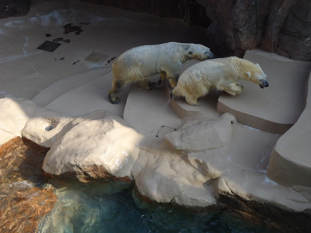 シロクマ14日本平動物園ロッシー&バニラ2012｜ホッキョクグマと三角コーン