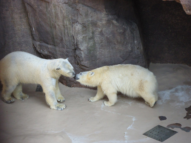 シロクマ28日本平動物園ロッシー&バニラ2012｜ホッキョクグマと三角コーン