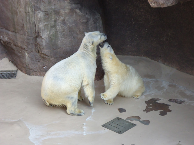 シロクマ15日本平動物園ロッシー&バニラ2012｜ホッキョクグマと三角コーン