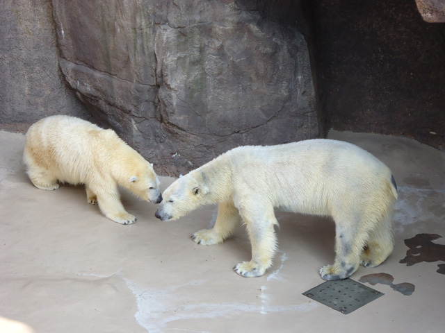 シロクマ16日本平動物園ロッシー&バニラ2012｜ホッキョクグマと三角コーン