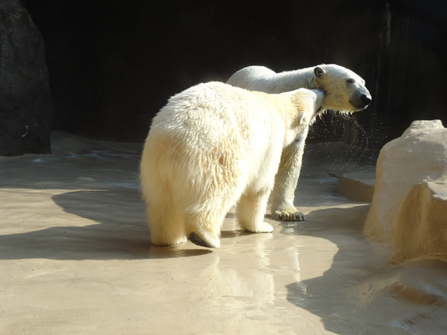 シロクマ17日本平動物園ロッシー&バニラ2012｜ホッキョクグマと三角コーン