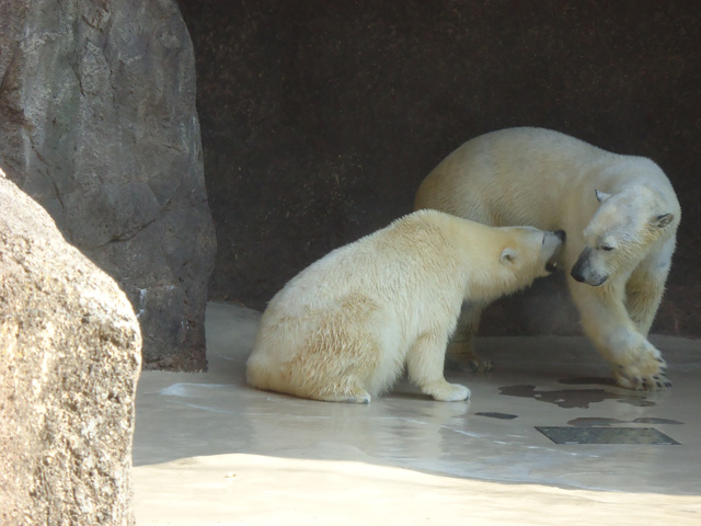 シロクマ29日本平動物園ロッシー&バニラ2012｜ホッキョクグマと三角コーン
