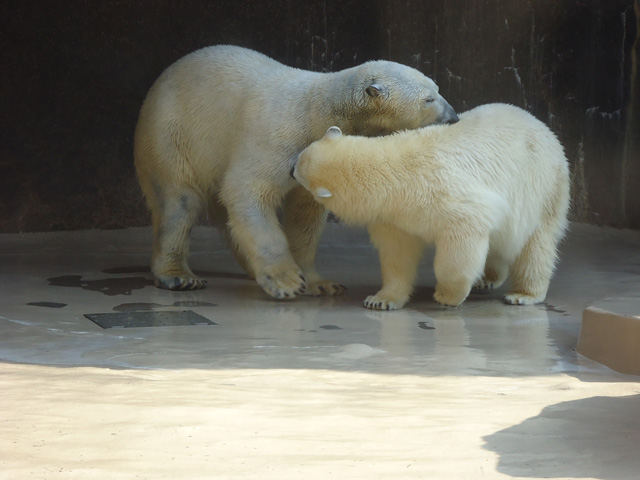 シロクマ18日本平動物園ロッシー&バニラ2012｜ホッキョクグマと三角コーン