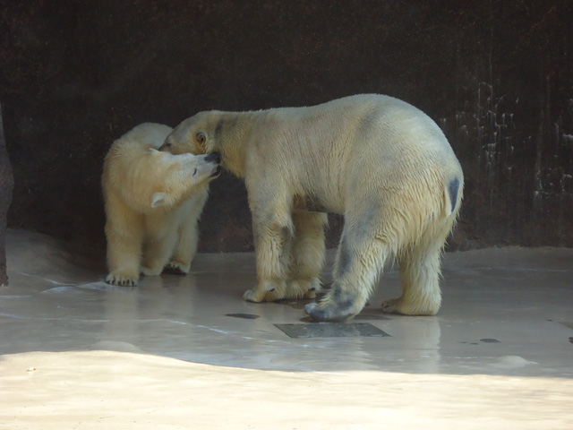 シロクマ30日本平動物園ロッシー&バニラ2012｜ホッキョクグマと三角コーン
