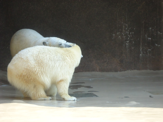 シロクマ19日本平動物園ロッシー&バニラ2012｜ホッキョクグマと三角コーン