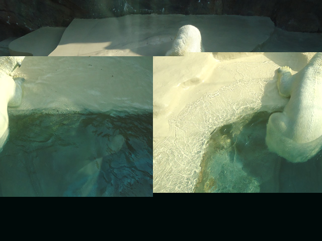 シロクマ21日本平動物園ロッシー&バニラ2012｜ホッキョクグマと三角コーン