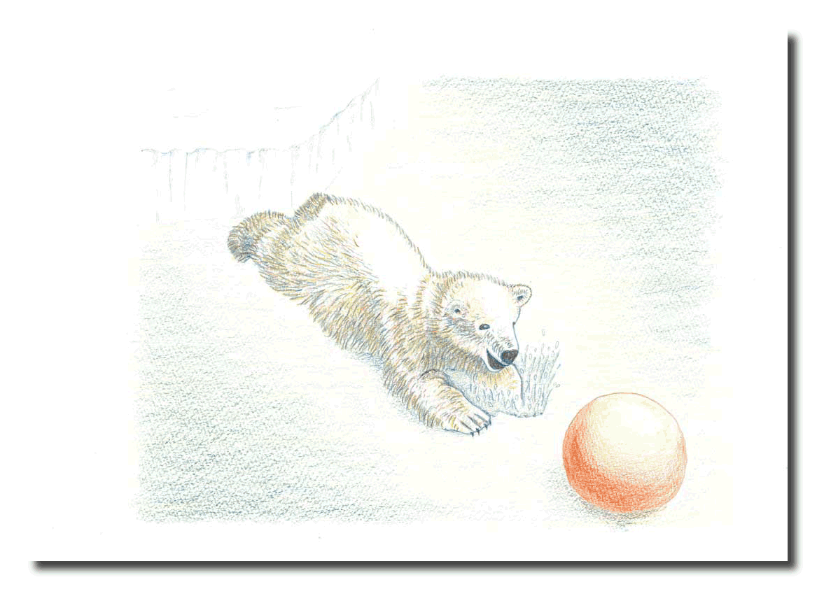 シロクマイラスト8｜ホッキョクグマと三角コーン