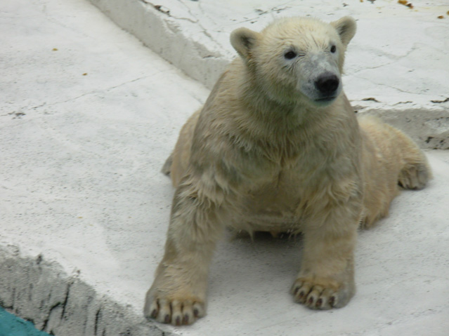 シロクマ7日本平動物園ロッシー2008｜ホッキョクグマと三角コーン
