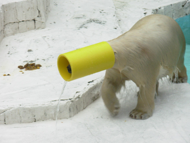 シロクマ10日本平動物園ロッシー2008｜ホッキョクグマと三角コーン