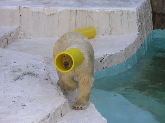 シロクマ9日本平動物園ロッシー2008｜ホッキョクグマと三角コーン