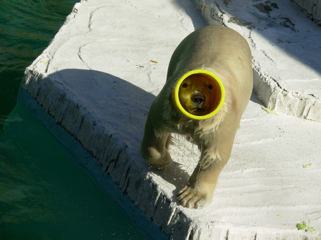 シロクマ8日本平動物園ロッシー2008｜ホッキョクグマと三角コーン