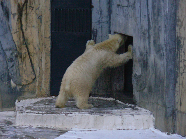 シロクマ20日本平動物園ロッシー2009｜ホッキョクグマと三角コーン