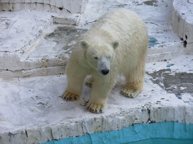 シロクマ5日本平動物園ロッシー2008｜ホッキョクグマと三角コーン
