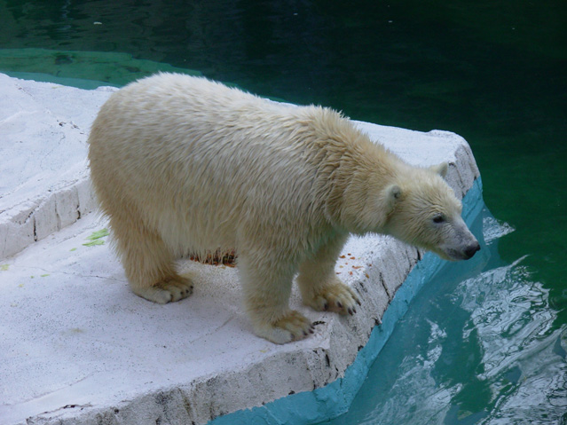 シロクマ4日本平動物園ロッシー2008｜ホッキョクグマと三角コーン