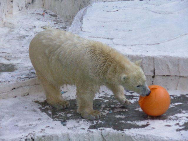 シロクマ6日本平動物園ロッシー2008｜ホッキョクグマと三角コーン