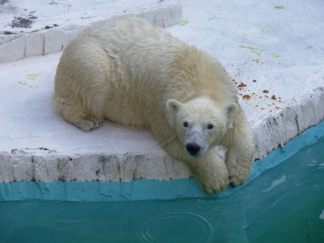 シロクマ2日本平動物園ロッシー2008｜ホッキョクグマと三角コーン