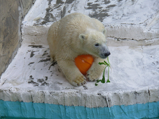 シロクマ3日本平動物園ロッシー2008｜ホッキョクグマと三角コーン