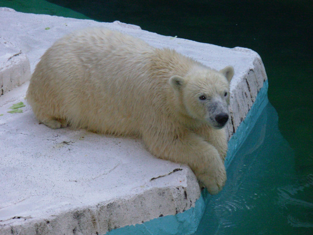 シロクマ1日本平動物園ロッシー2008｜ホッキョクグマと三角コーン