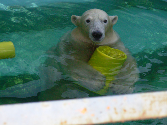 シロクマ12日本平動物園ロッシー2008｜ホッキョクグマと三角コーン