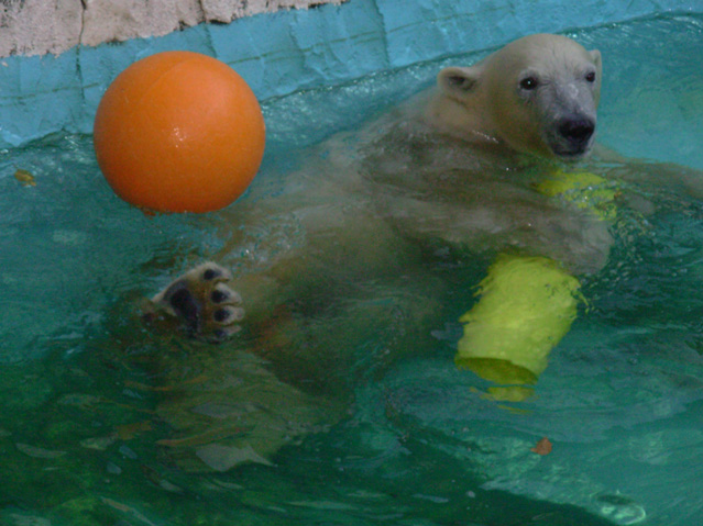 シロクマ13日本平動物園ロッシー2008｜ホッキョクグマと三角コーン