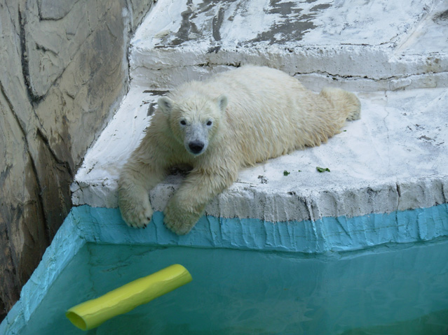 シロクマ14日本平動物園ロッシー2008｜ホッキョクグマと三角コーン