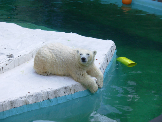 シロクマ15日本平動物園ロッシー2008｜ホッキョクグマと三角コーン