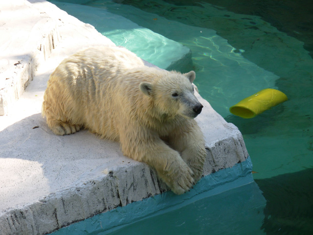 シロクマ16日本平動物園ロッシー2008｜ホッキョクグマと三角コーン